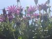 2009-05-03 12:29:38 Fr:096162 Sq:33222938