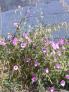 2009-05-03 12:37:21 Fr:096163 Sq:33223721