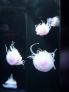 2012-07-23 12:58:40 Fr:127694 Sq:23125840